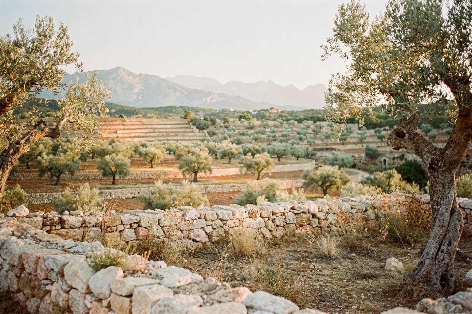 Mallorca property market: why the world is looking at the Balearics