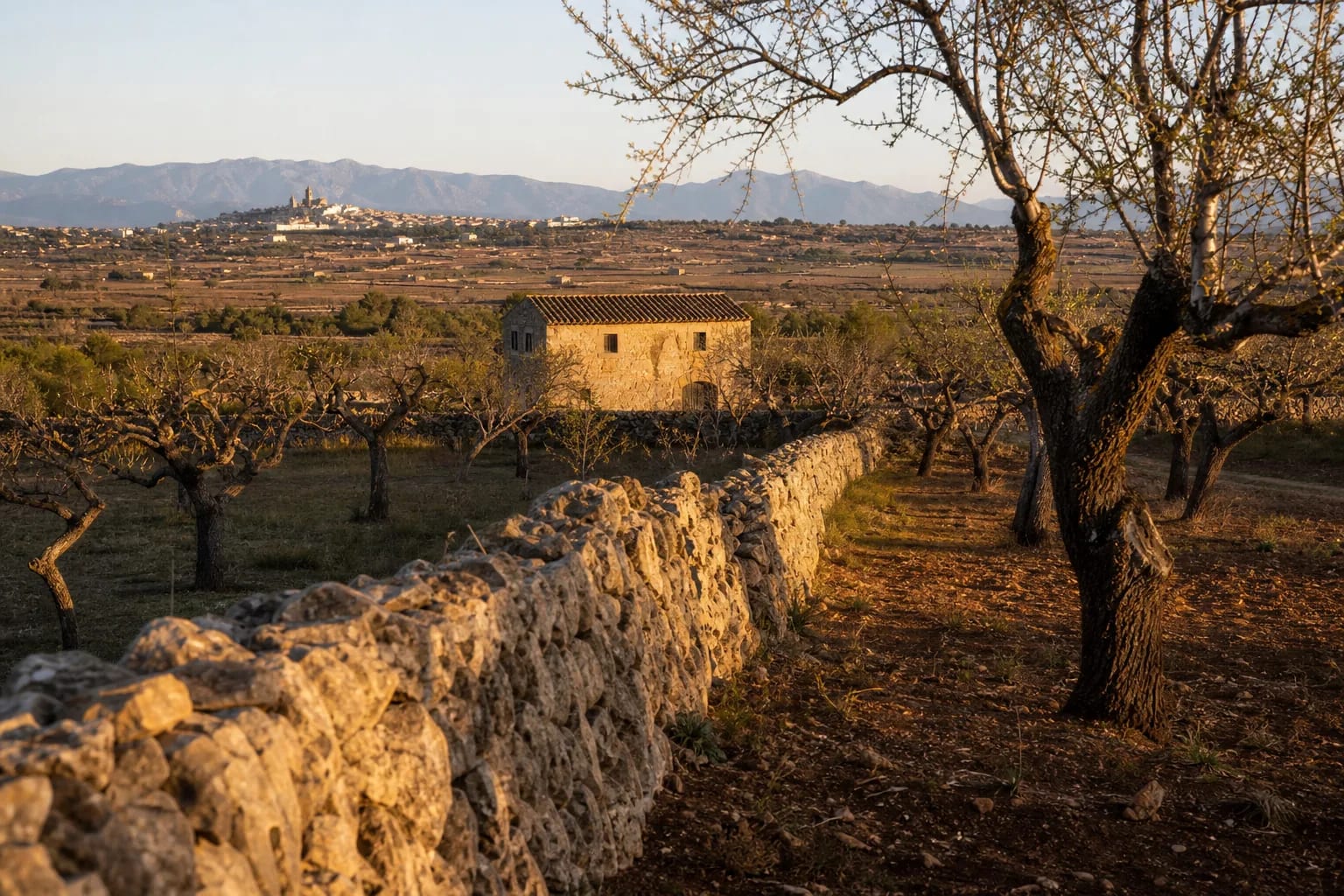 Almond trees. What Mallorca says in May
