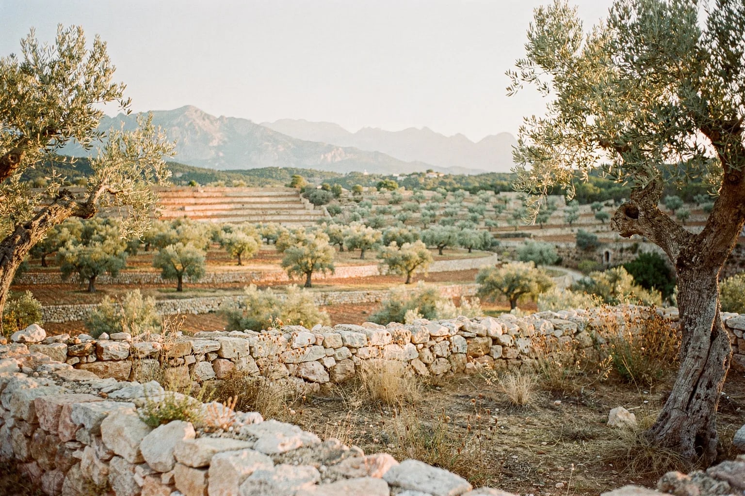 Mallorca property market: why the world is looking at the Balearics